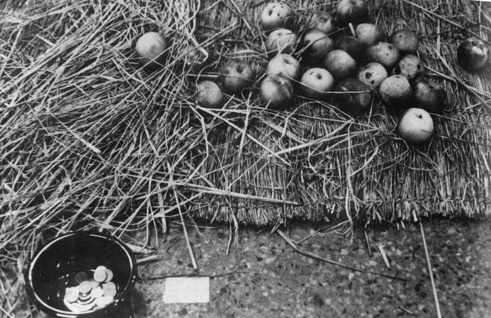 Becoming & Extinction, 1974, Apples, dried reed, a bowl, Dimension variable 