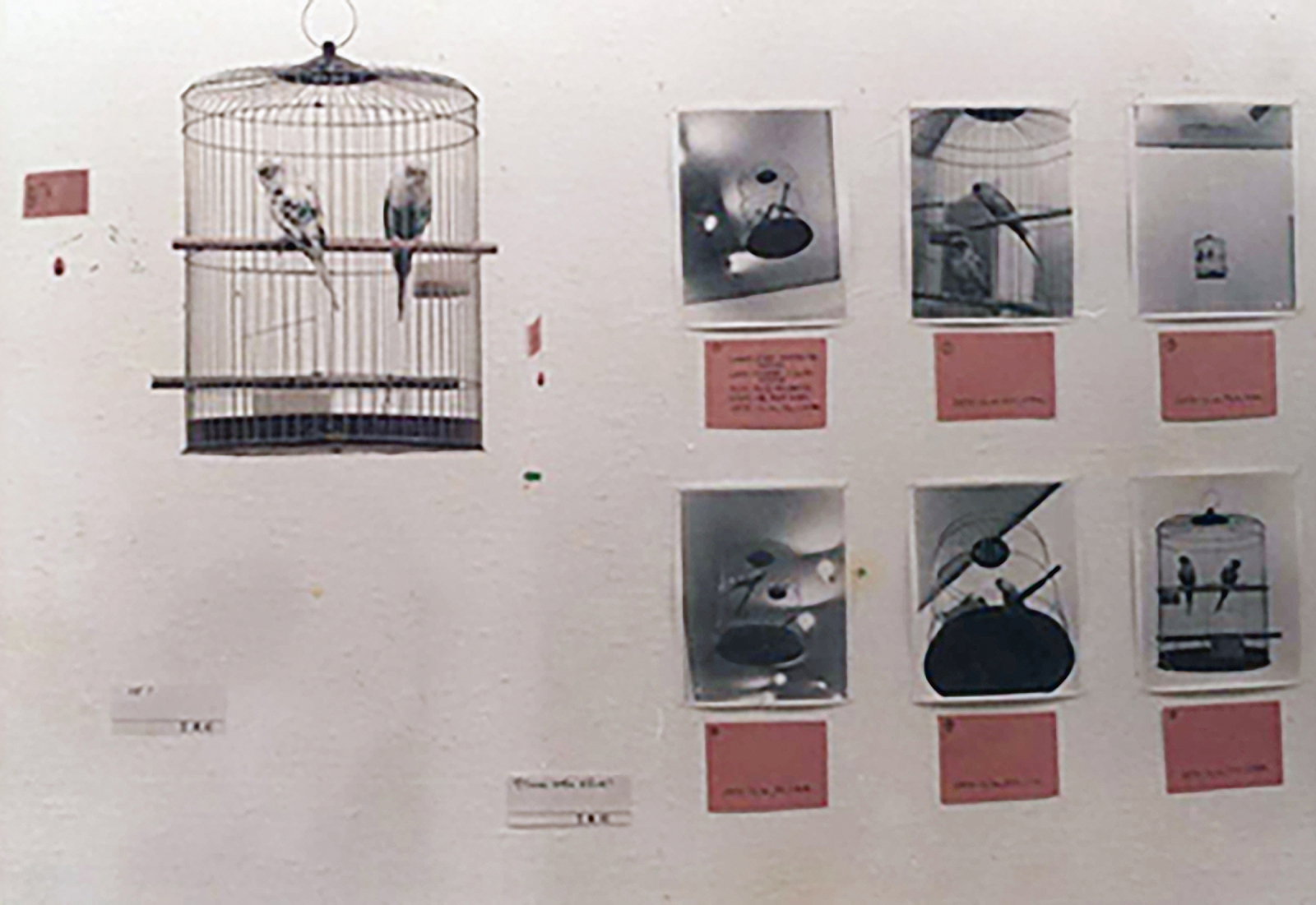 Untitled-1974-13, 1974, Birds, Birdcage, Photographs, 400x400x200cm